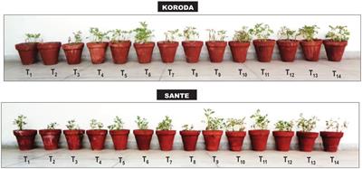 Application of Asteraceae biomass and biofertilizers to improve potato crop health by controlling black scurf disease